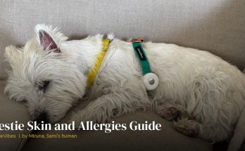 Sami the westie resting during an allergy flare-up