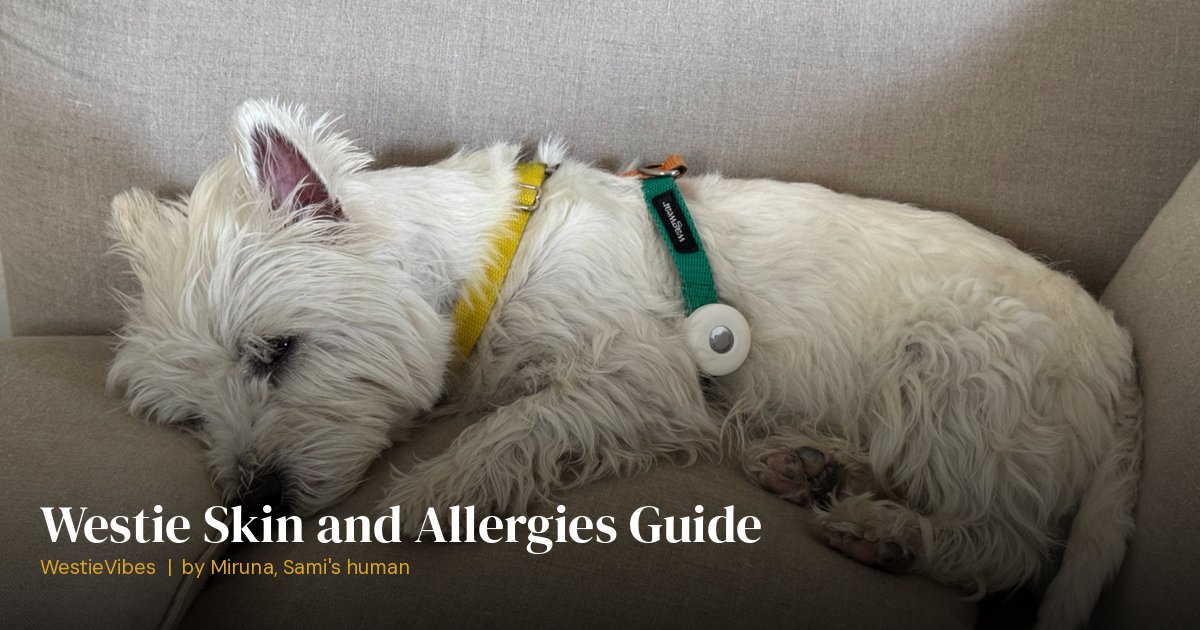 Sami the westie resting during an allergy flare-up