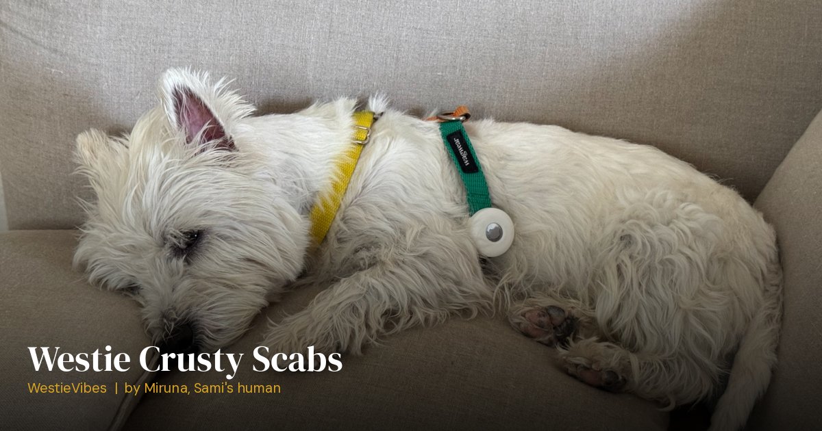 Sami the westie with his sensitive skin