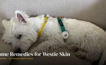 Sami the westie during skin care routine