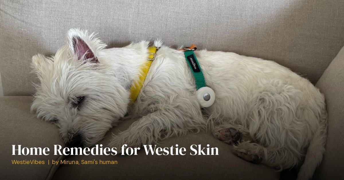 Sami the westie during skin care routine