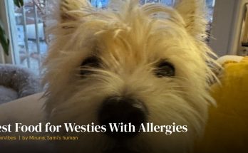 Sami the westie waiting for dinner