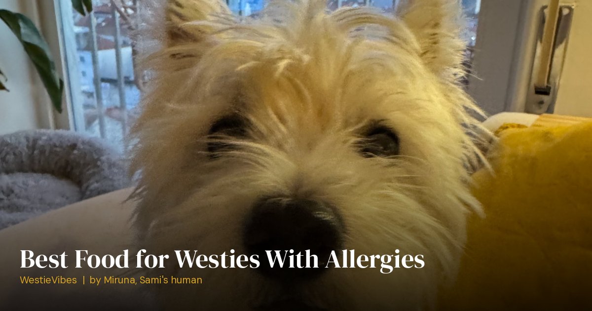 Sami the westie waiting for dinner