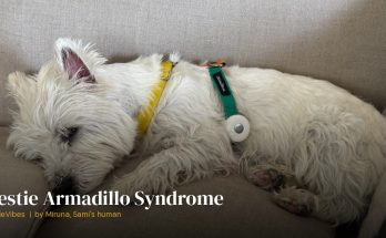 Sami the westie showing his coat condition