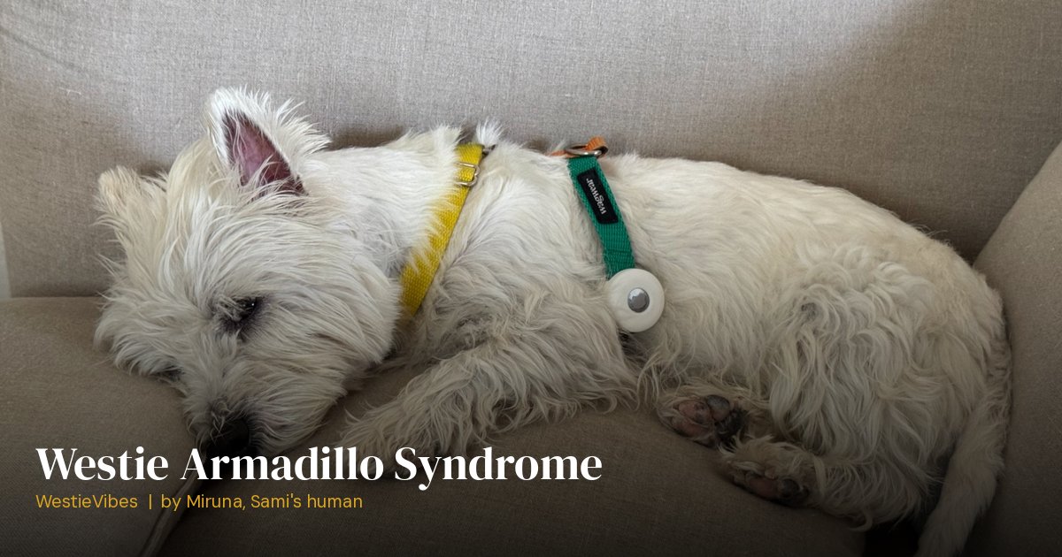 Sami the westie showing his coat condition