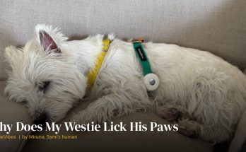 Sami the westie resting his paws