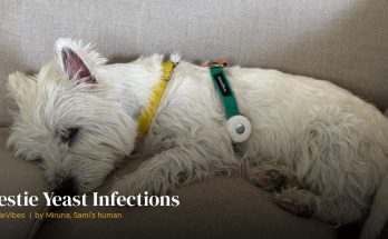 Sami the westie during skin treatment