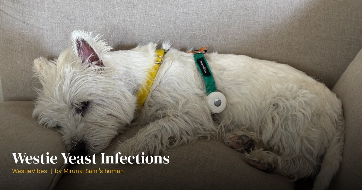 Sami the westie during skin treatment