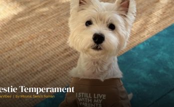 Sami the westie showing his confident personality