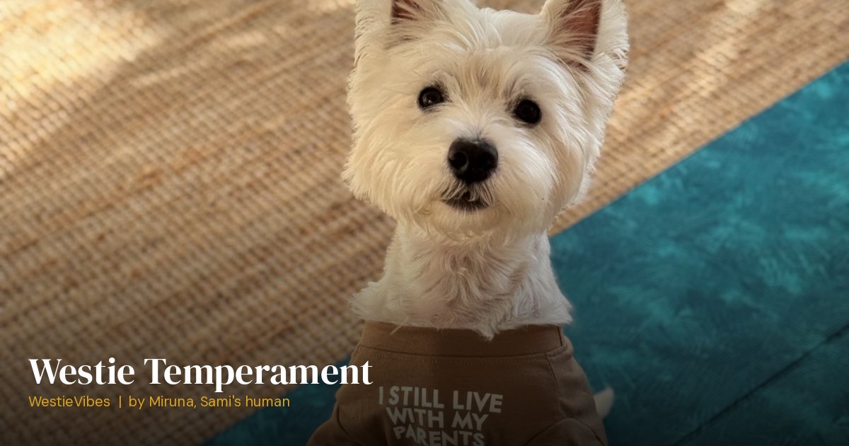 Sami the westie showing his confident personality