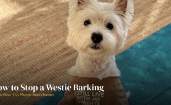 Sami the westie with an alert expression