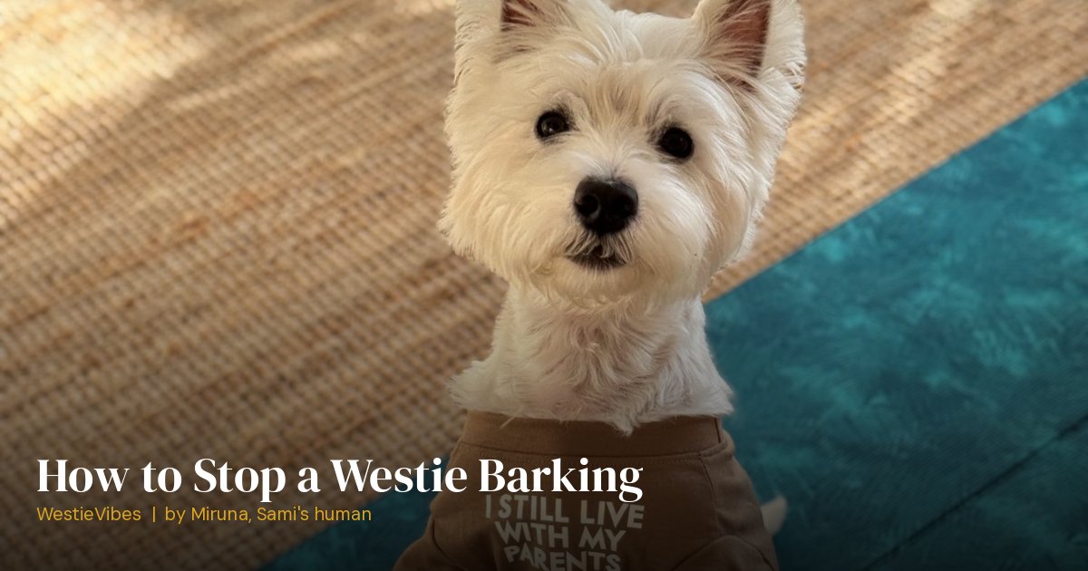 Sami the westie with an alert expression