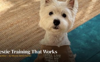 Sami the westie during a training session