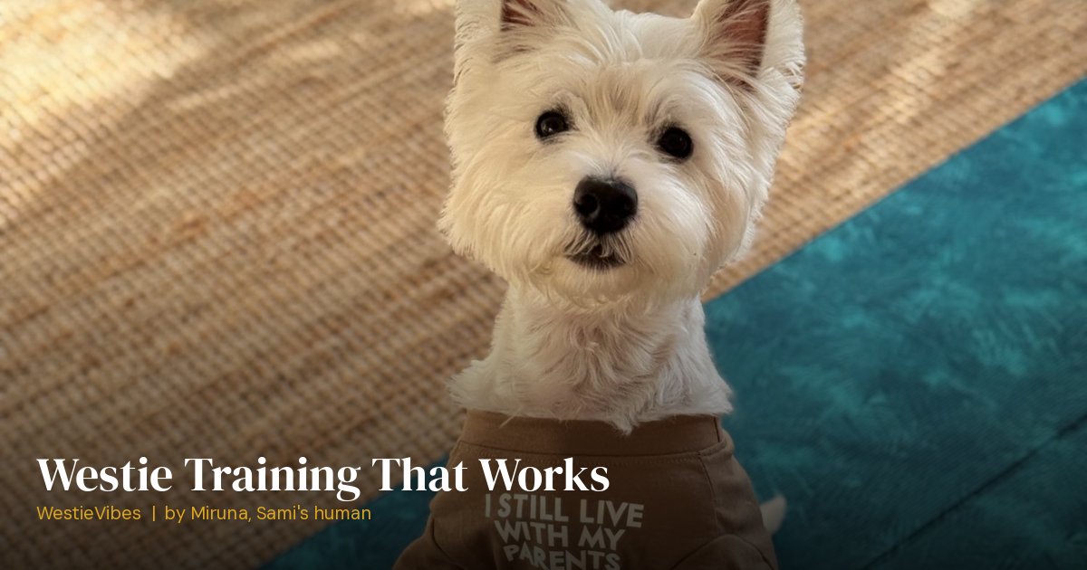 Sami the westie during a training session