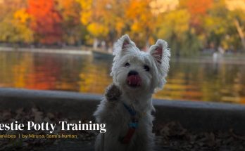 Sami the westie as a well-trained adult