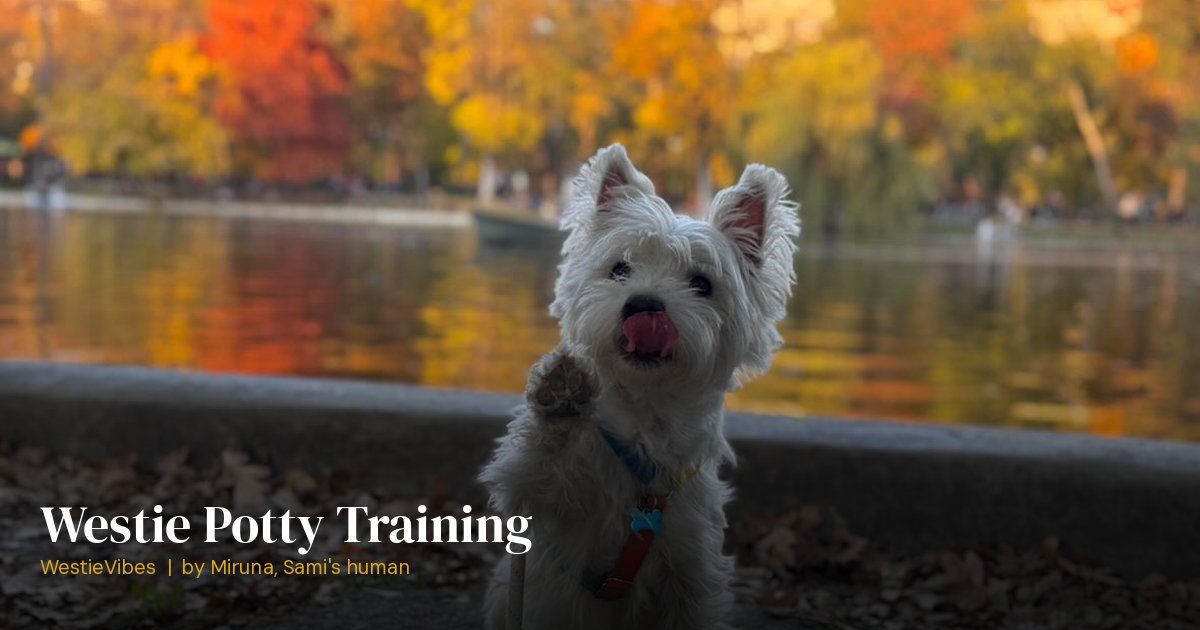 Sami the westie as a well-trained adult