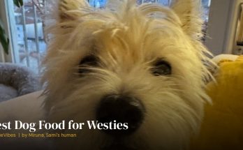 Sami the westie at mealtime