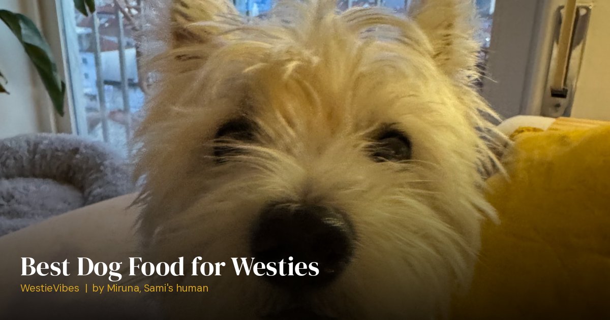 Sami the westie at mealtime