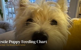 Sami the westie waiting for food