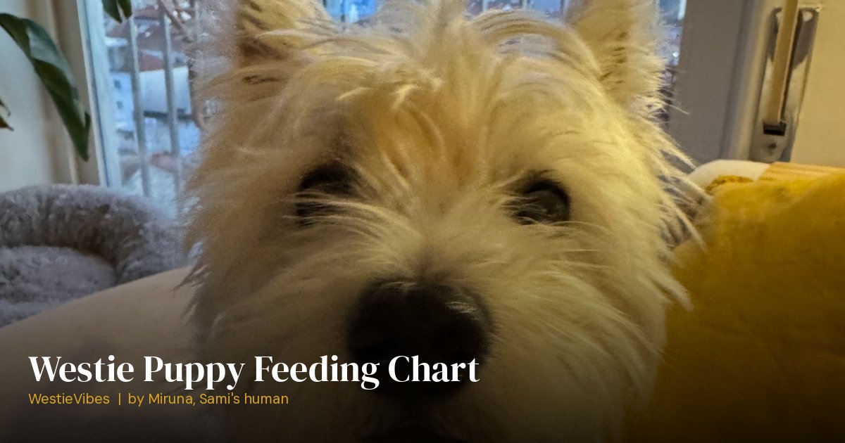 Sami the westie waiting for food