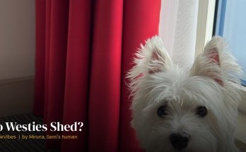 Sami the westie showing his white double coat