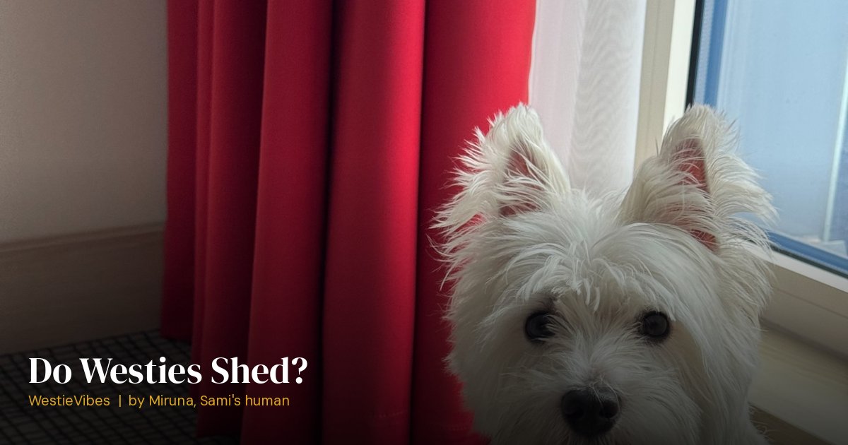 Sami the westie showing his white double coat