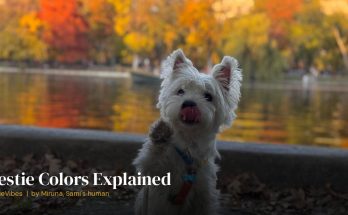 Sami the westie with his classic white coat