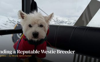 Sami the westie from a responsible breeder
