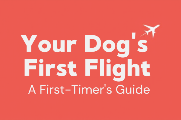 Your Dog’s First Flight: A First-Timer’s Guide
