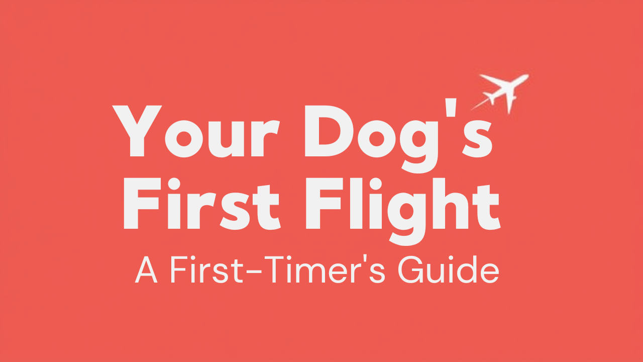 Your Dog's First Flight: A First-Timer's Guide