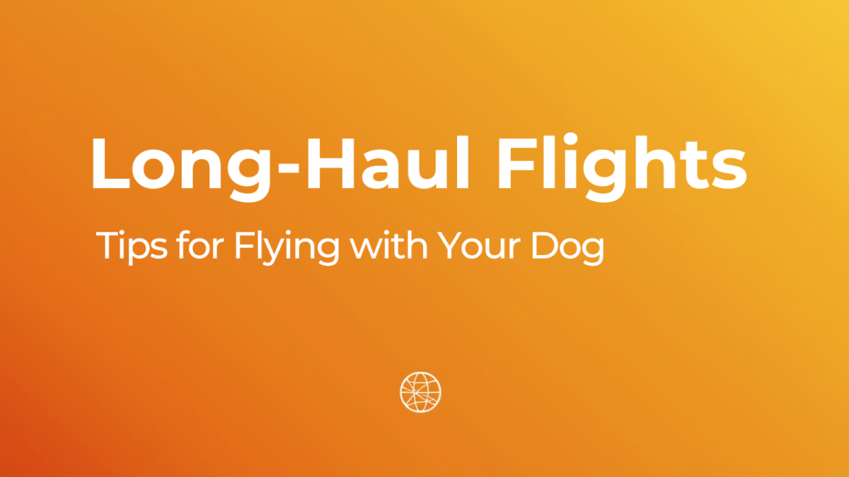 Tips for Long-Haul Flights with Your Dog in the Cabin