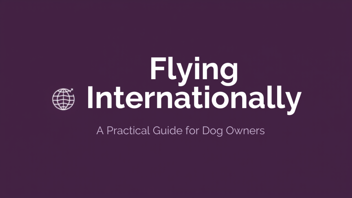 Flying with Your Dog Internationally: A Practical Guide