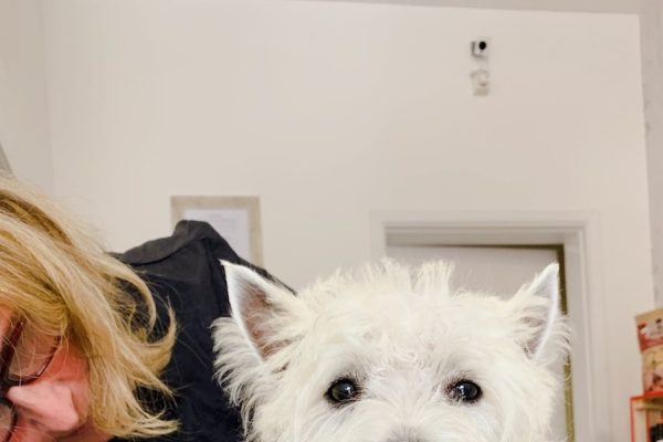 Complete Guide to Westie Grooming