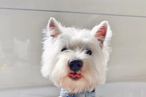 Hand Stripping a Westie: Is It Worth It