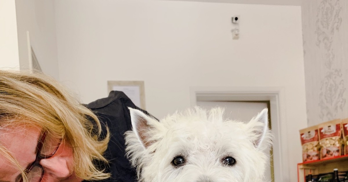 How to Groom Your Westie’s Face and Ears at Home