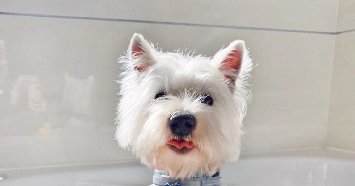 Your Westie Puppy’s First Grooming Session