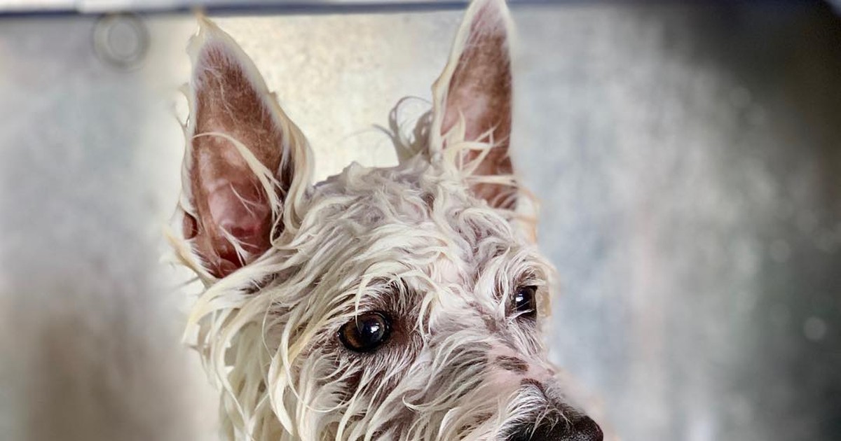 Westie Health Problems: What Every Owner Should Know