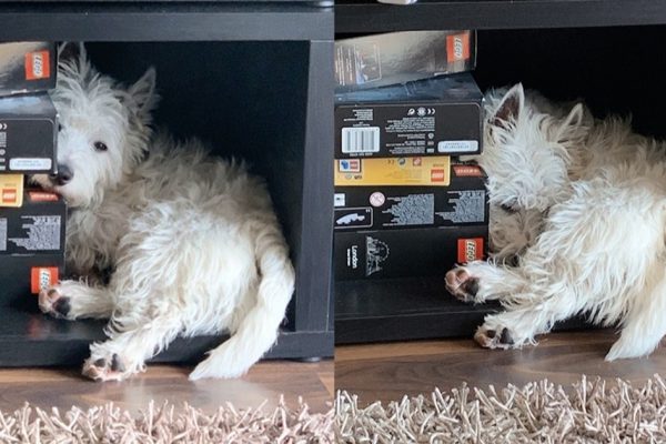 How Long Do Westies Live