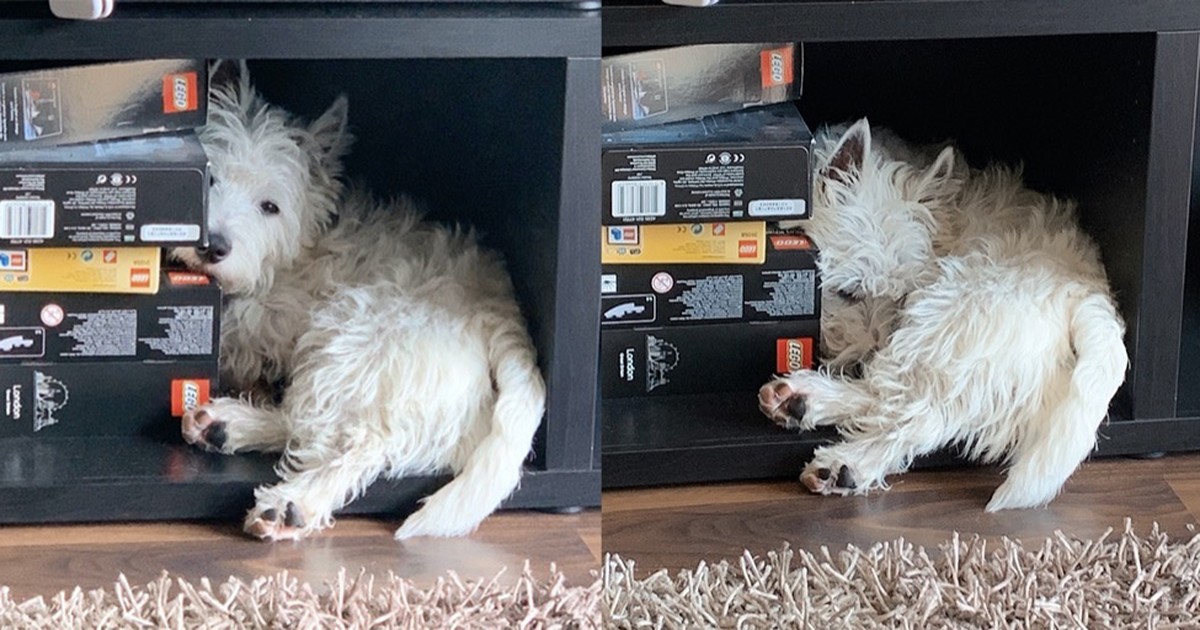 How Long Do Westies Live