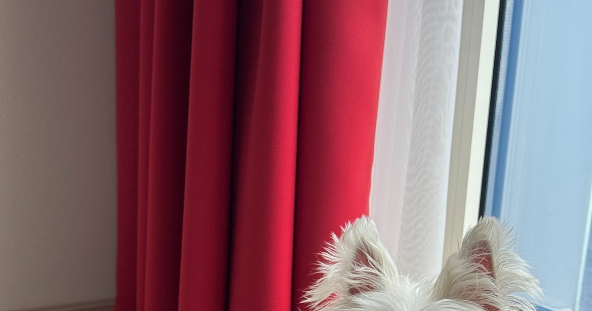 How Much Should a Westie Weigh