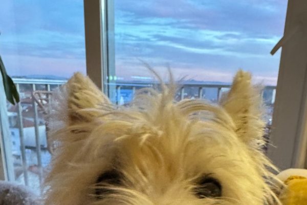 What Is Westie Jaw: Understanding Craniomandibular Osteopathy