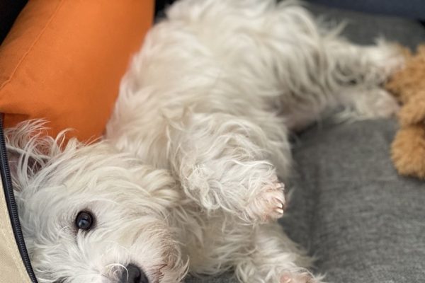 Senior Westie Care: What Changes After Age 8