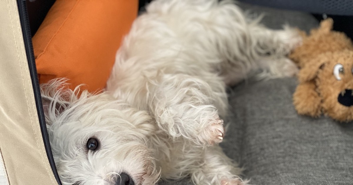 Senior Westie Care: What Changes After Age 8