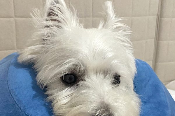 Complete Guide to Westie Skin and Allergies