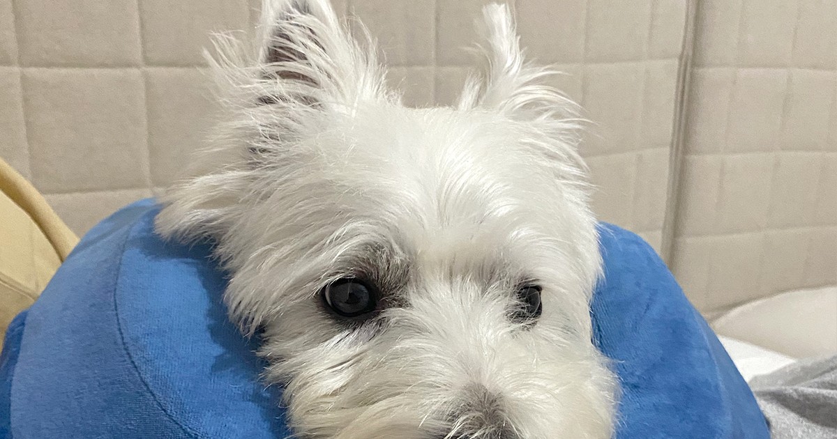 Complete Guide to Westie Skin and Allergies