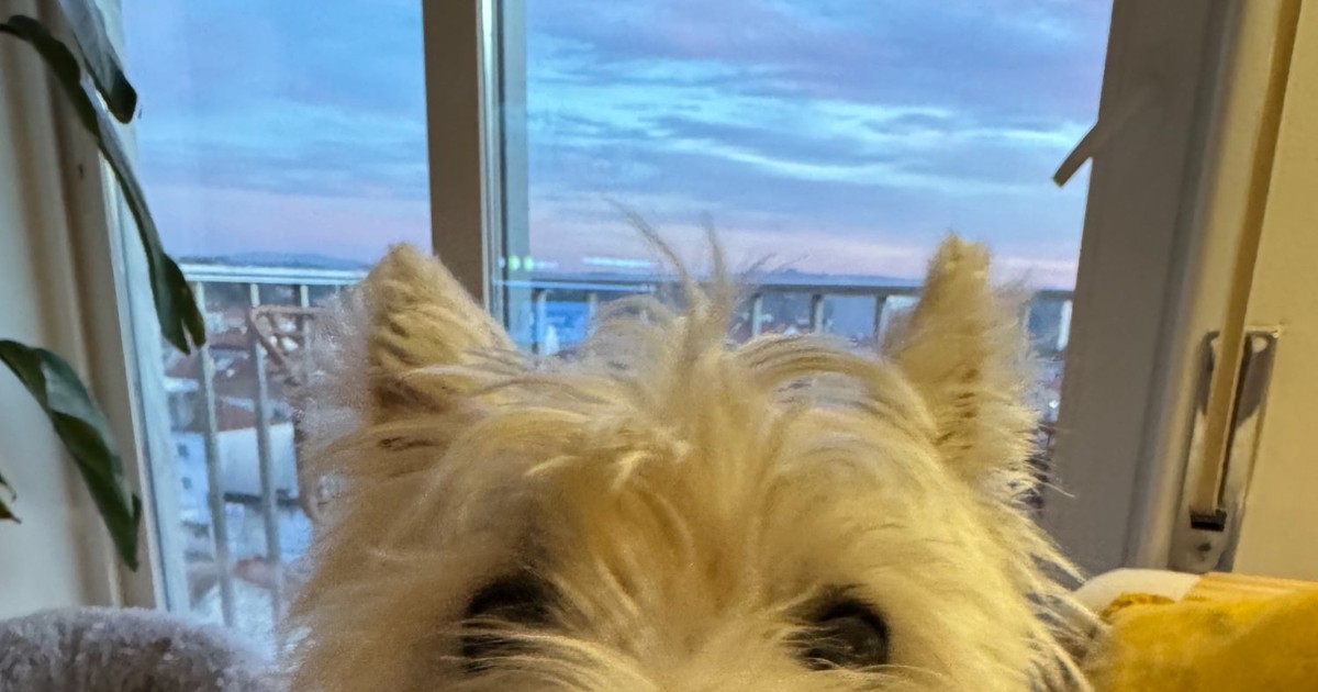 Best Food for Westies With Skin Allergies