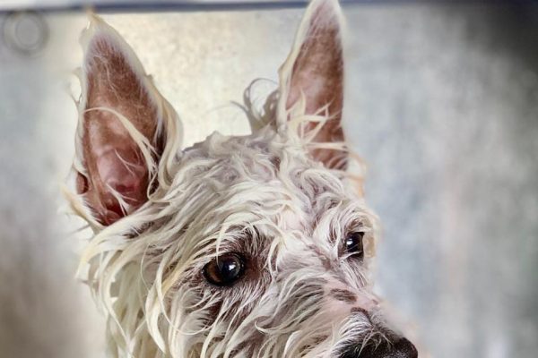 Westie Yeast Infections: Causes and Management