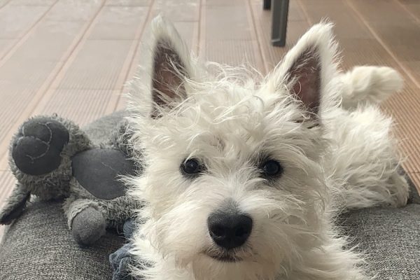 Westie Temperament: What Living With One Is Really Like