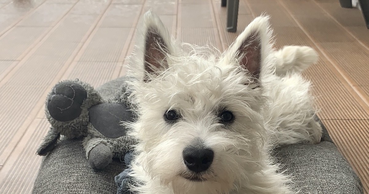 Westie Temperament: What Living With One Is Really Like