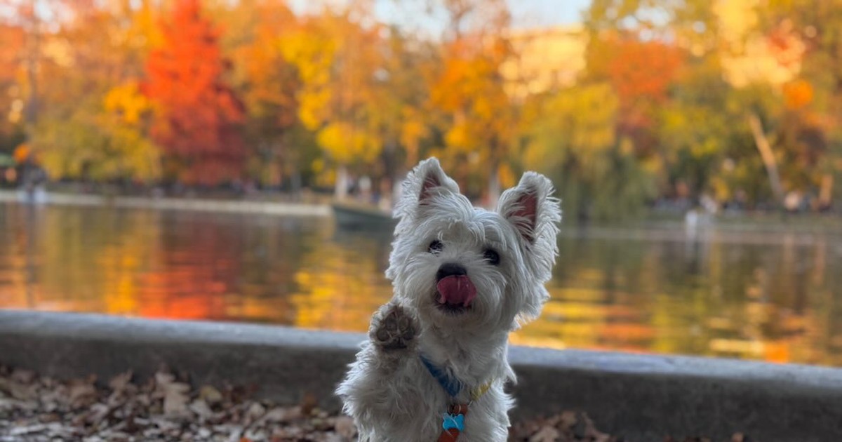 How to Stop a Westie Barking (Realistically)